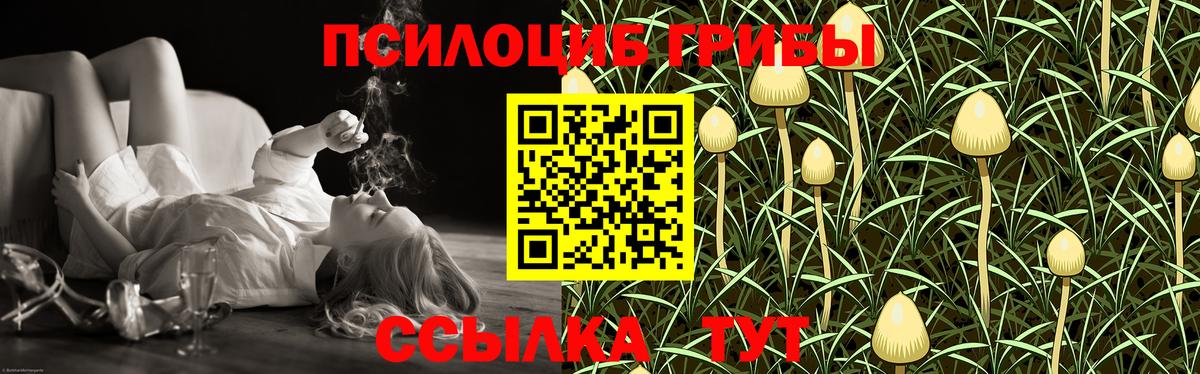 сколько стоит  Вход с VPN  Мыски  Галлюциногенные грибы мицелий 